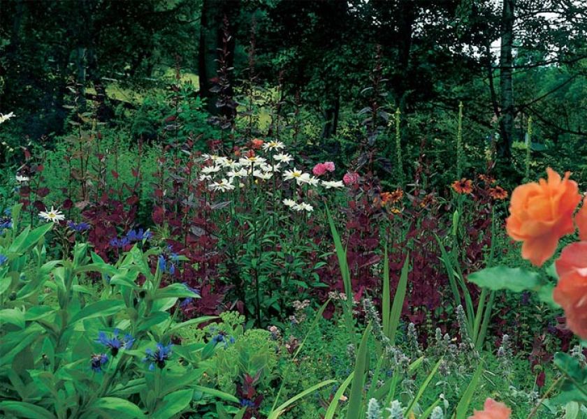 Wielobarwna rabata kwiatowa z rozchodnikiem, czyśćcem wełnistym, pomarańczową różą Westerland , białym złocieniem