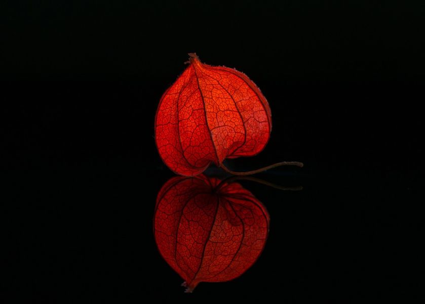 Miechunka - jesienne lampiony