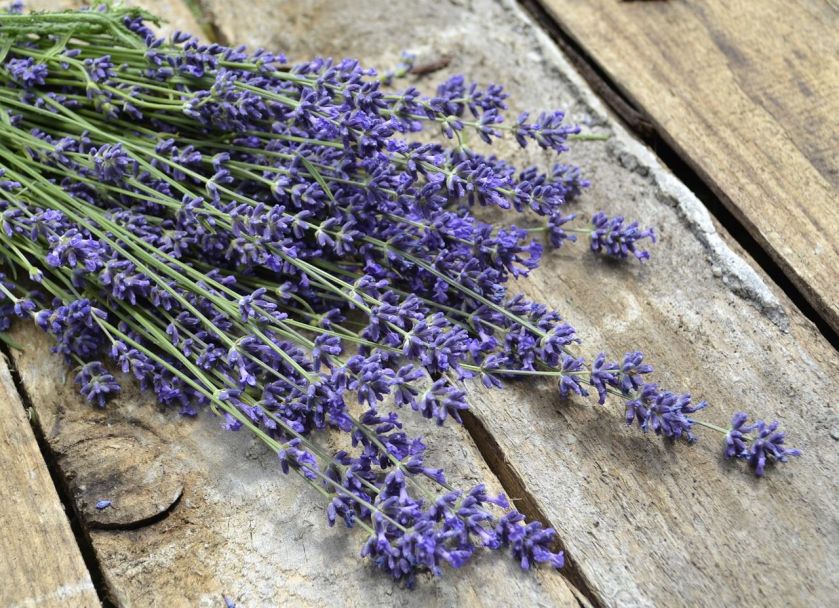 lawenda suszona
