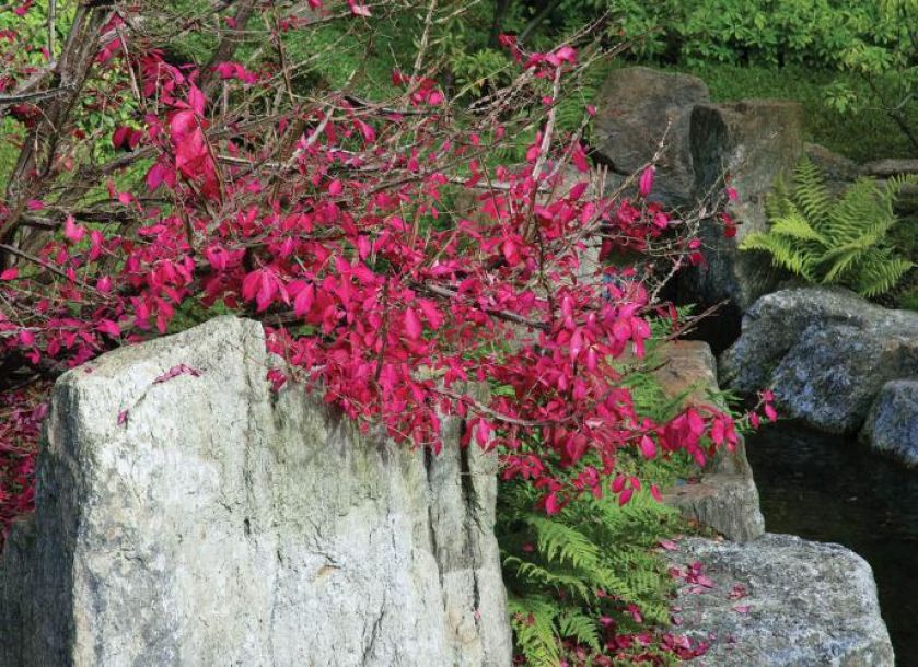 Ogród japoński zachwyca swoją kolorystyką