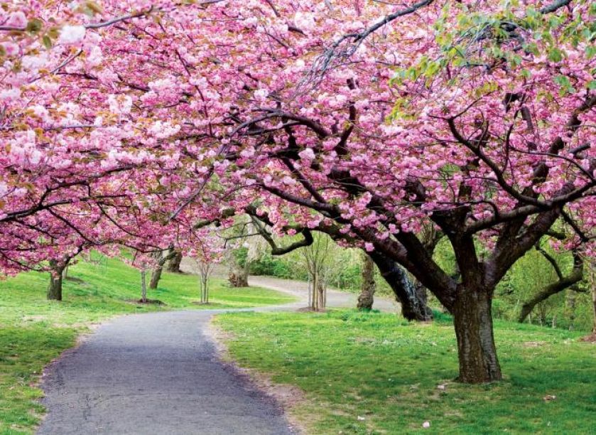 W Japonii mieszkańcy miast tłumnie wylegają do parków, by piknikować i sycić się widokiem sakury