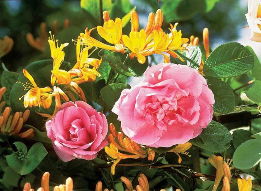 Wiciokrzew – jak go uprawiać w ogrodzie