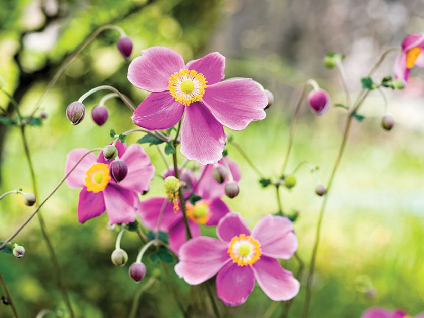 Anemon, zawilec - kwiat, który kwitnie najdłużej