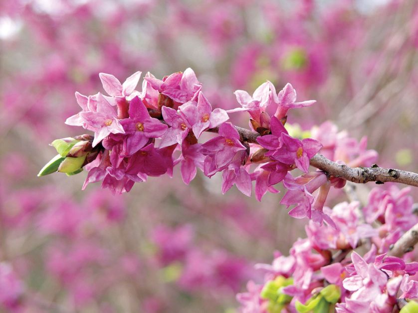 WAWRZYNEK WILCZEŁYKO (DAPHNE MEZEREUM)
