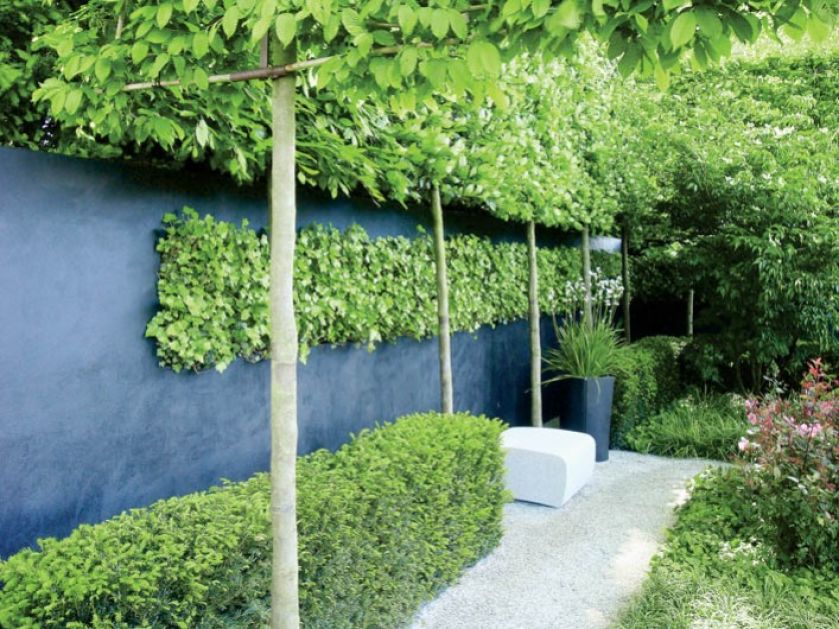 Ogrodowy ekran ozdobiony pnącym bluszczem. GARDENARIUM