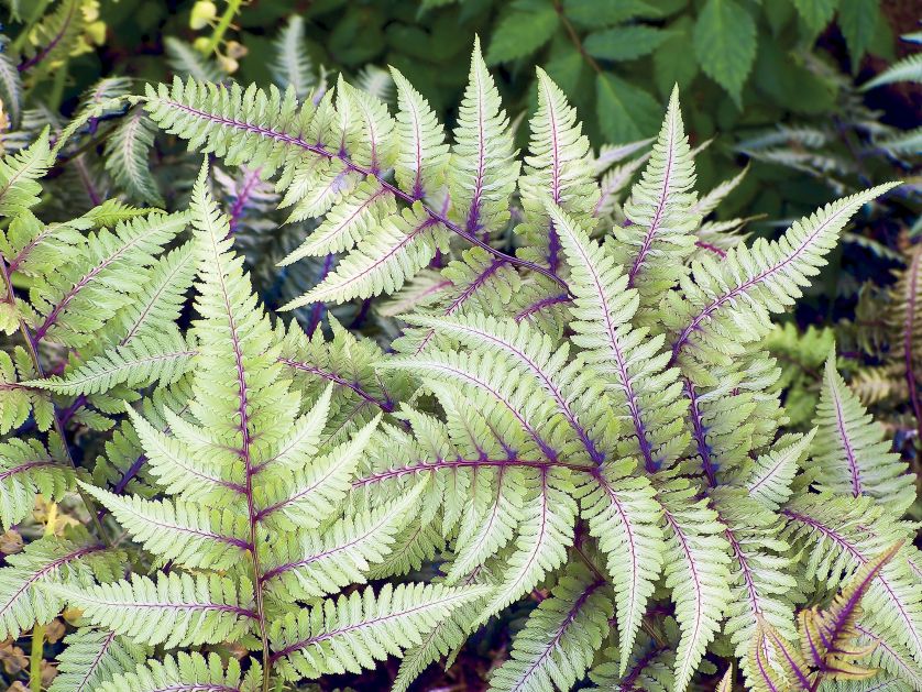 Wietlica japońska barwna. Ogród z mchu i paproci