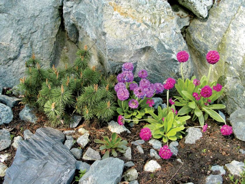 Wystarczy kilka kęp stokrotek, by ogród nabrał kolorów.