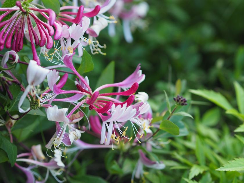 Wiciokrzew (Lonicera) - uprawa, odmiany, pielęgnacja