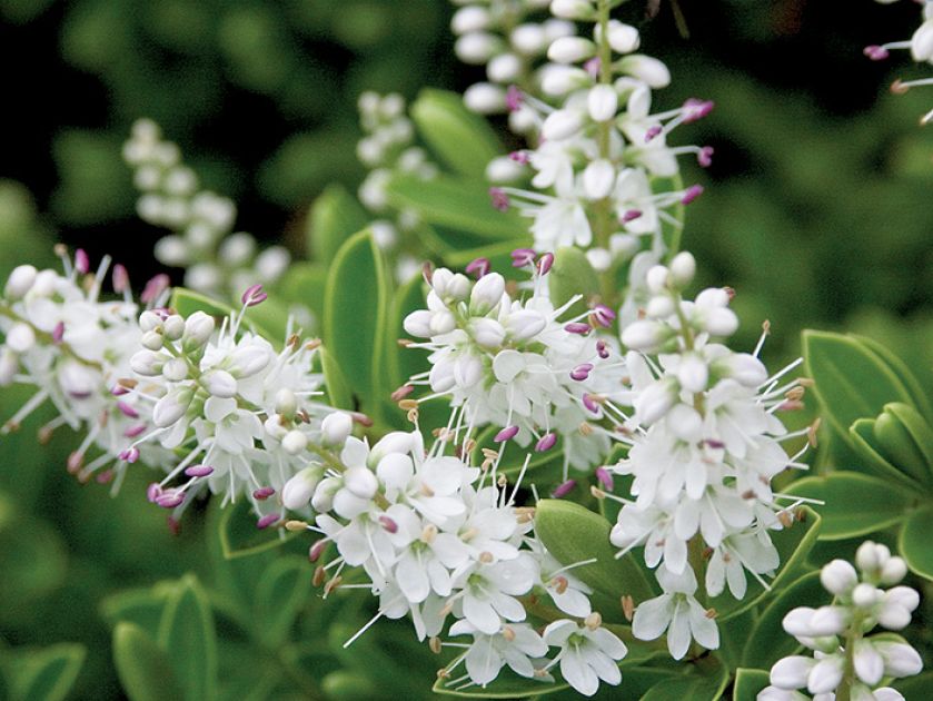 Hebe tłustolistna. Krzew hebe