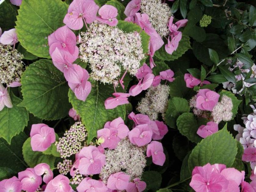 Hortensja krzewiasta