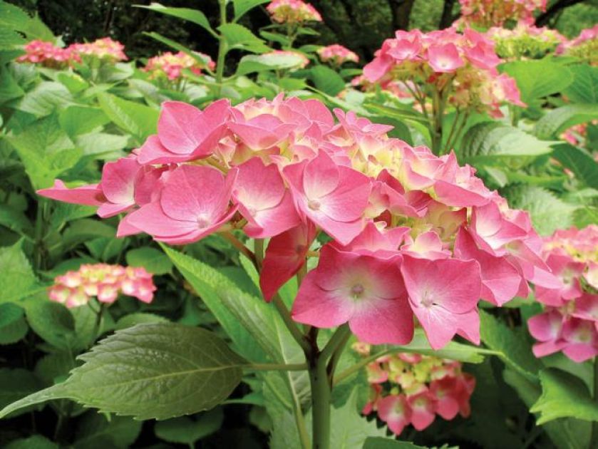 Hortensja ogrodowa