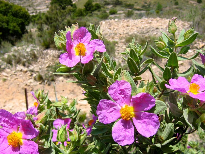 Czystek: właściwości, zastosowanie, opinie