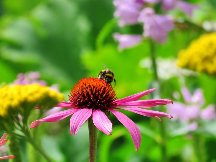 Jeżówka przyciąga motyle
