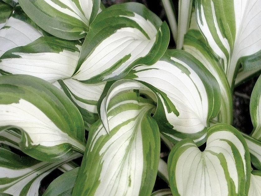 Funkia ozdobne liście