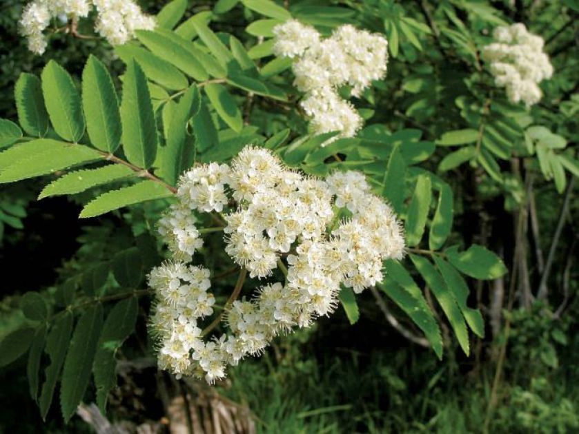 Kwiaty jarzębiny. Jarzębina cała w koralach