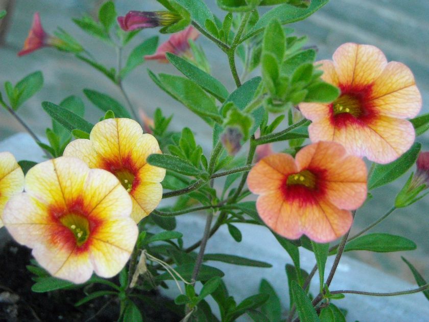 Kalibrachoa (kuzynka petunii) - kwiaty na balkon południowy i zachodni