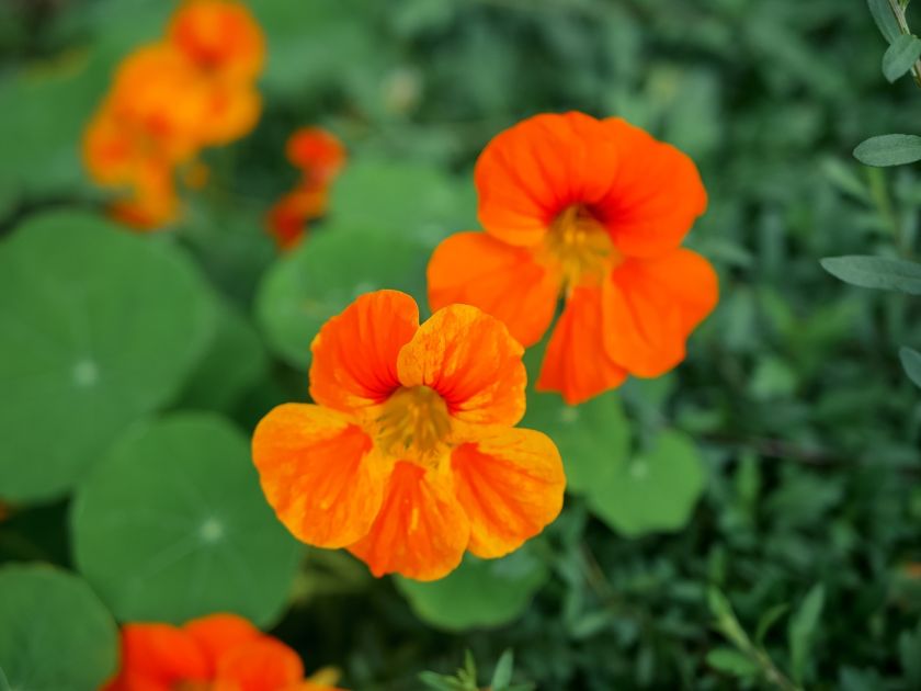 jak wygląda nasturcja