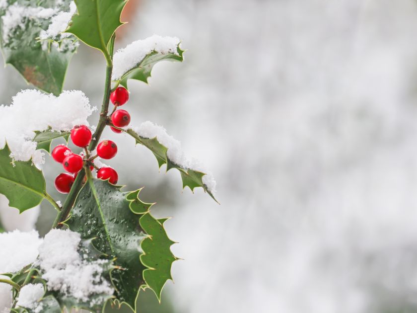 Gałązki ostrokrzewu są idealne na wianki i stroiki bożonarodzeniowe
