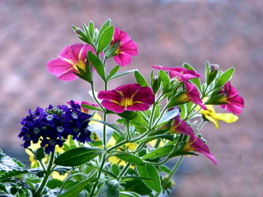 Petunie - kwiaty na balkon południowy i zachodni