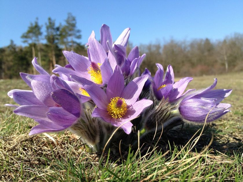 Sasanka zwyczajna (Pulsatilla vulgaris) najpiękniej wygląda, gdy rośnie w kępkach.