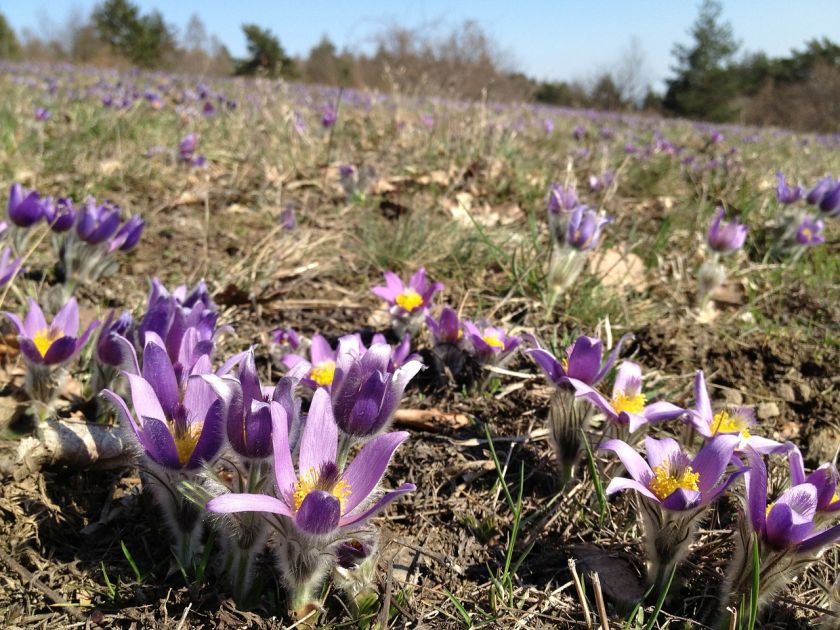 Kiedyś sasanki rosły w Polsce na dziko, dziś spotykamy je raczej w ogrodach.