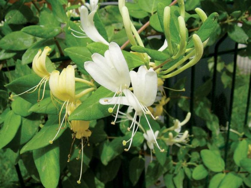 Wiciokrzew japoński