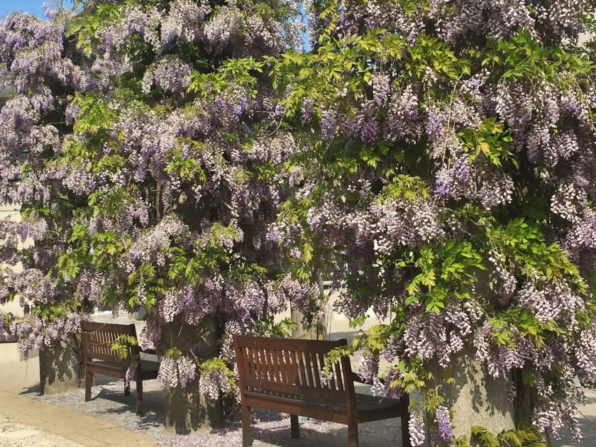 Wisteria, glicynia - przepięknie kwitnące pnącze