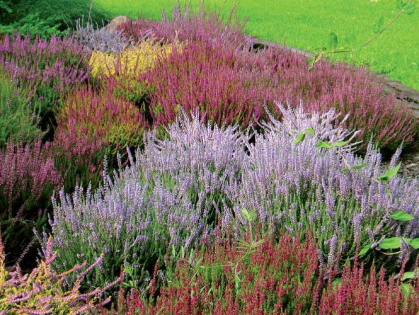 Zróżnicowana kolorystyka wrzosowiska. Wrzosowa mgła