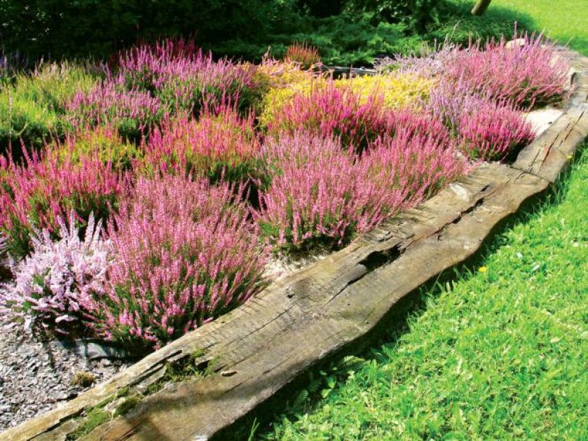 Wrzosy - choć ożywiają monotonny krajobraz, zapowiadają, niestety, pożegnanie lata. Jak je uprawiać?