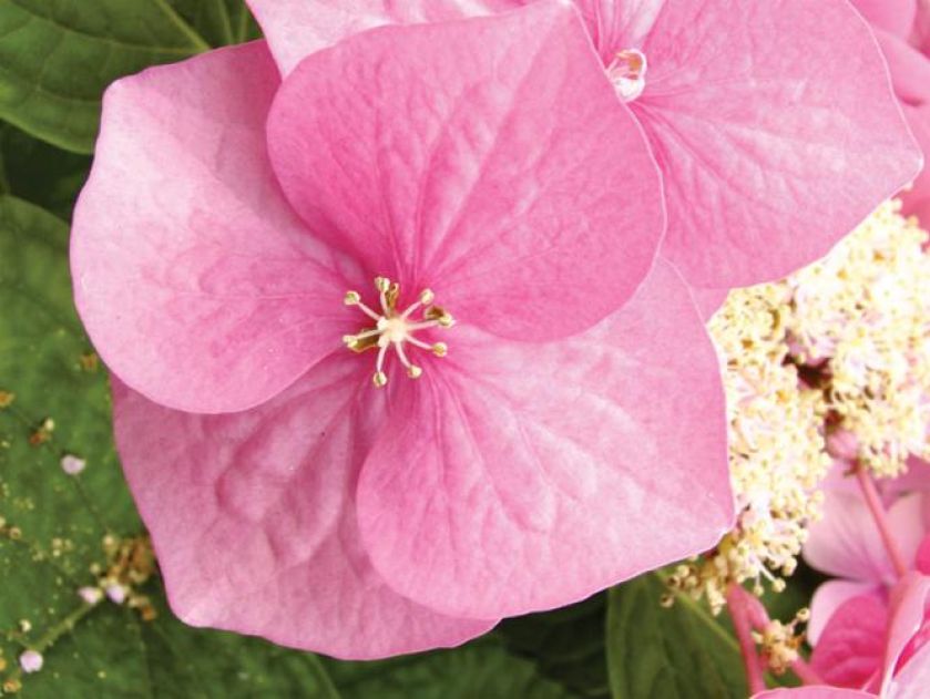 Hortensja krzewiasta