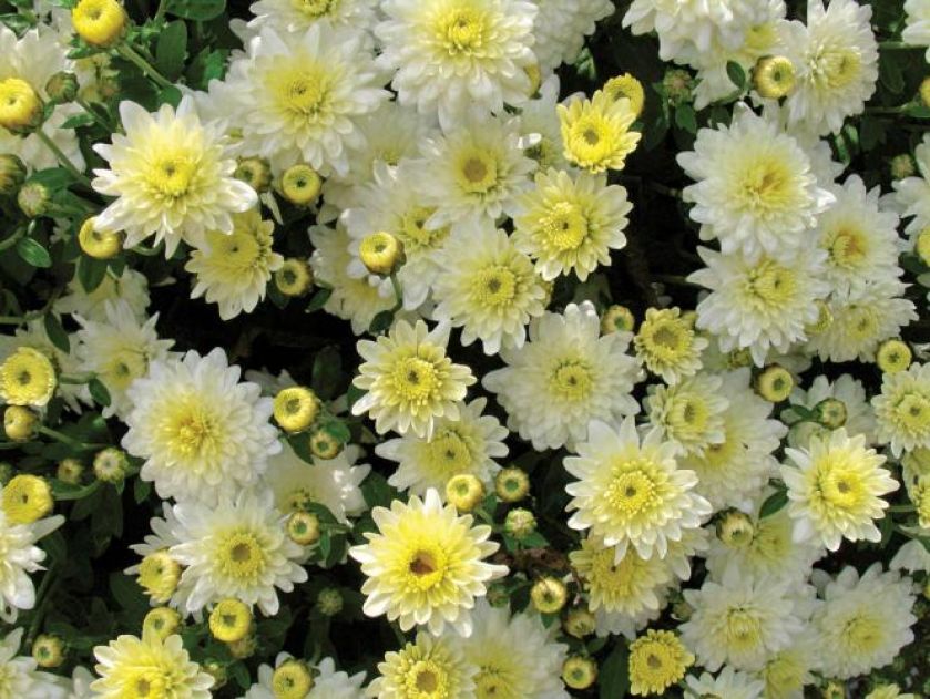 Chryzantema wielokwiatowa