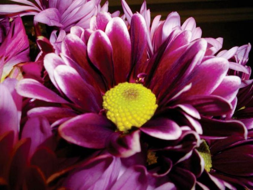 Chryzantema wielkokwiatowa, odmiana szklarniowa