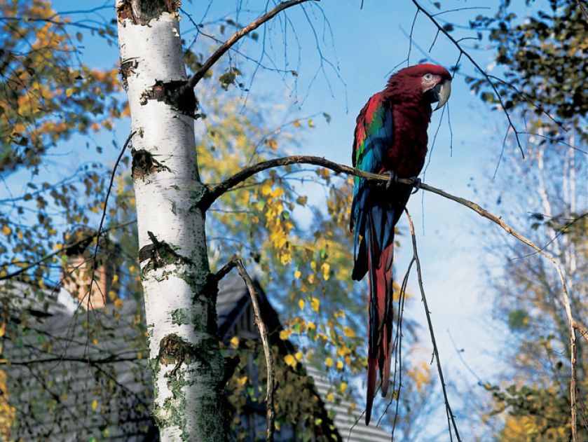 Papuga o imieniu Ara ma na wszystko oko z góry.