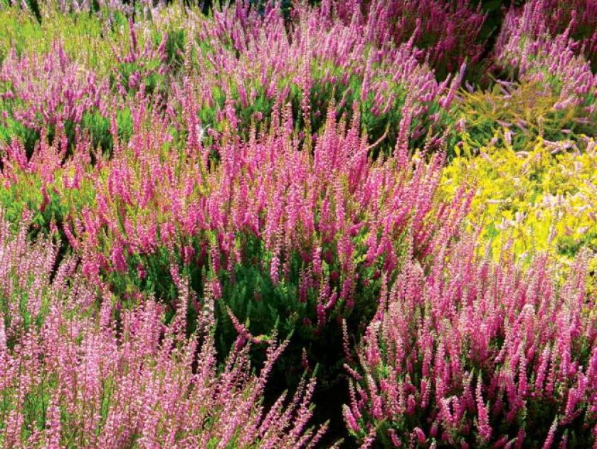 Jak uprawiać wrzosy?