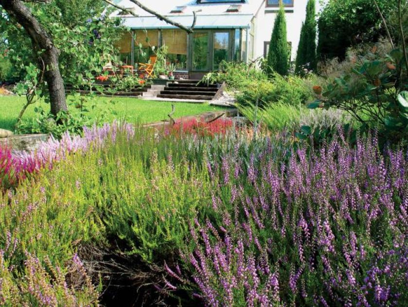 Wrzosy - choć ożywiają monotonny krajobraz, zapowiadają, niestety, pożegnanie lata. Jak je uprawiać?