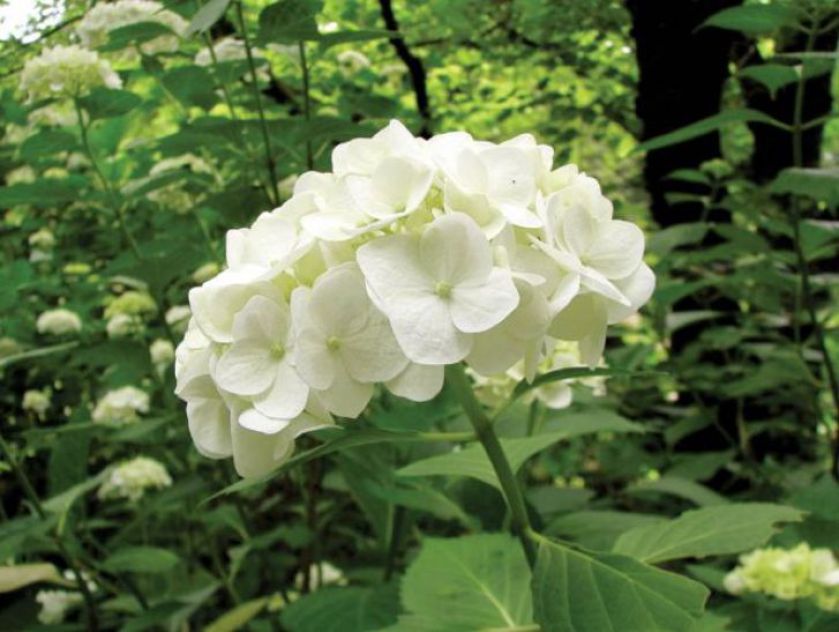 Hortensja ogrodowa