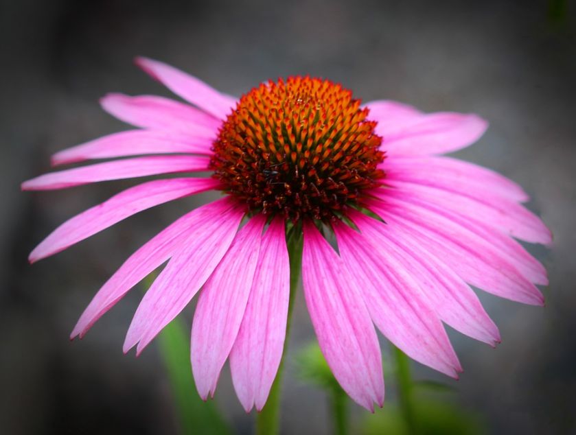 Jeżówka echinacea kwiaty