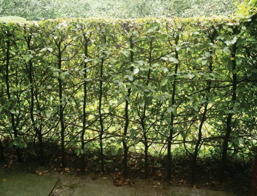 Ogród pełen traw i żywopłotów