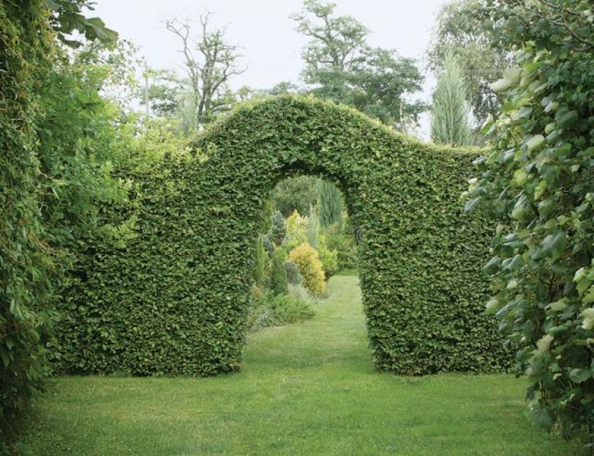 Potężne żywopłoty-ściany dzielące poszczególne części ogrodu powstały z grabów.