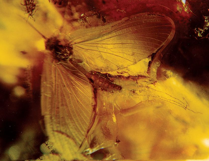 Muzeum Ziemi PAN. Bursztyn