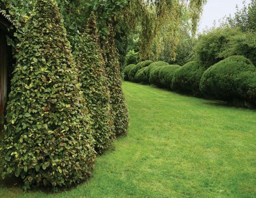 Stożki pan Tadeusz wyrzeźbił z grabów sadzonych po trzy, żeby były gęściejsze.