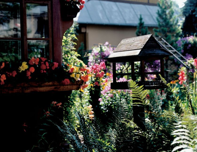 W ogrodzie jest karmnik - stołują się w nim wiewiórka, kosy, sikorki i dzięcioł. Przez całą zimę mogą znaleźć