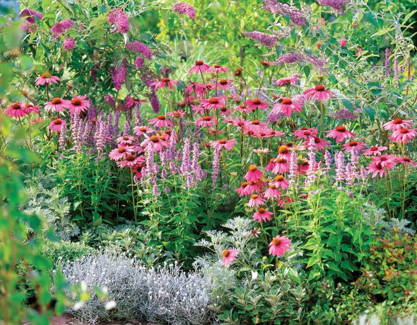 Jeżówka w ogrodzie