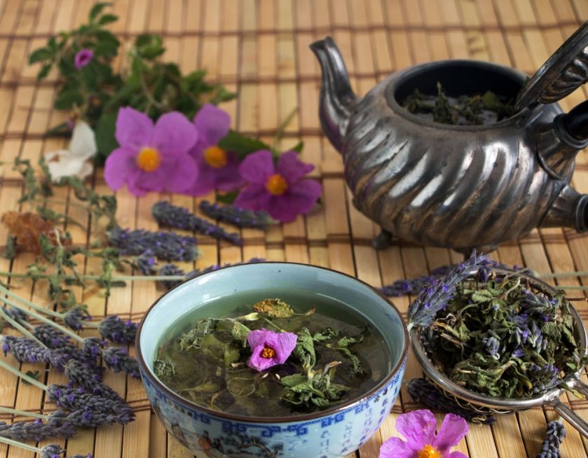 Czystek – właściwości i zastosowanie