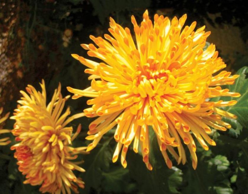 Złocień szklarniowy, kwiatostan igiełkowaty