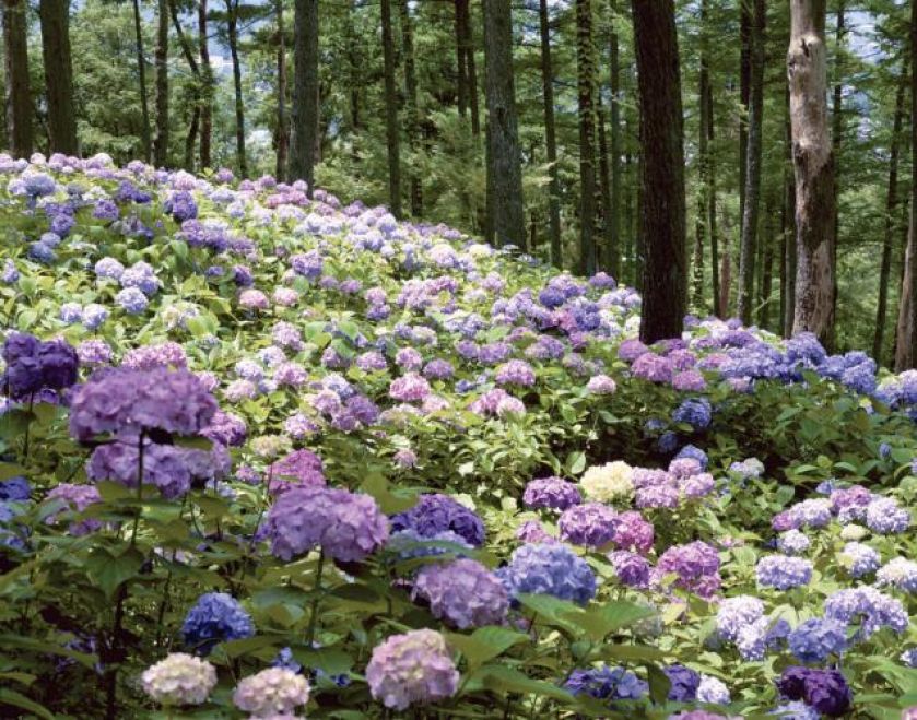 Hortensja ogrodowa