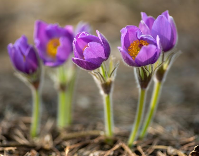 jak wygląda sasanka