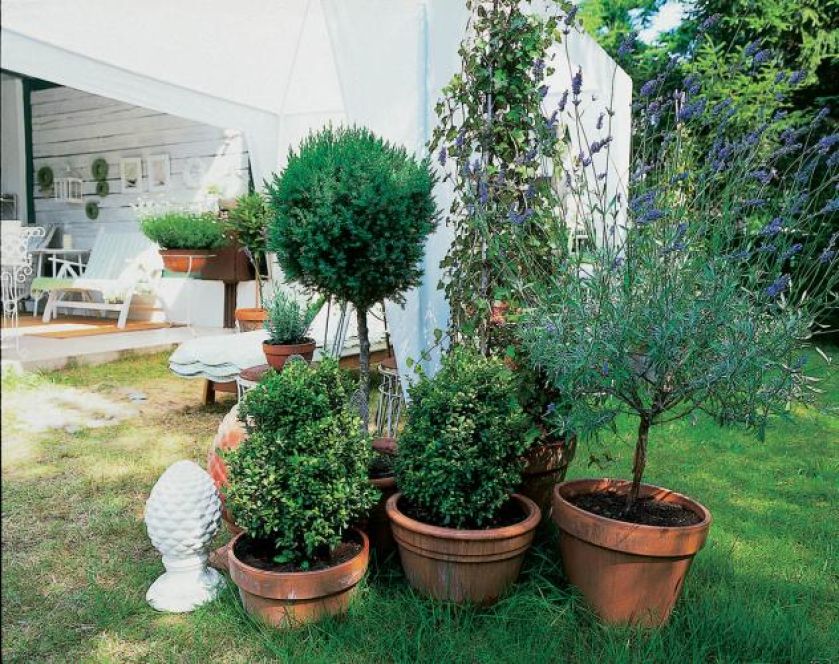 Donice ułatwią wyeksponowanie roślin.