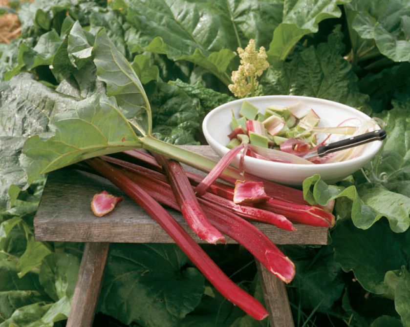 Rabarbarowa uczta. Rabarbarowa uczta