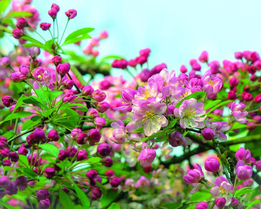 JABŁOŃ DZIKA, PŁONKA. Eden, raj - co rosło w biblijnym ogrodzie?